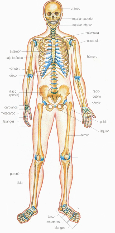 Huesos y Articulaciones