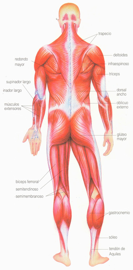 Músculos Posterior